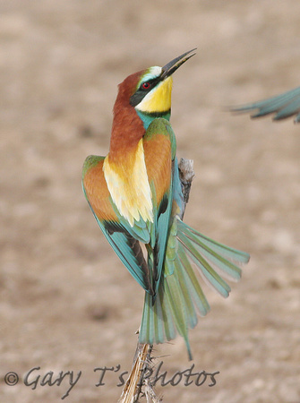 European Bee-eater