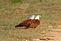 Brahminy Kite (Pair)