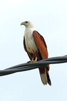 Brahminy Kite (Adult)