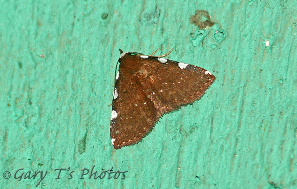 Sri Lanka - Moth Species-17