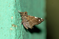 Sri Lanka - Moth Erebidae  Species