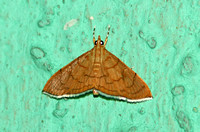 Sri Lanka - Moth Species-13