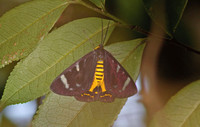 Sri Lanka - Moth Species-12