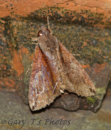 Sri Lanka - Moth Species-44