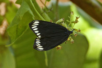 Sri Lanka - Moth Species-1