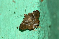 Sri Lanka - Moth Erebidae  Species