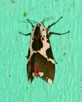 Sri Lanka - Moth Species-29