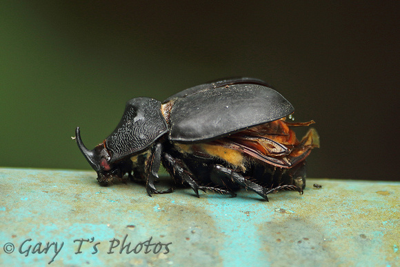 Beetle Species-C (Rhinoceros Beetle)