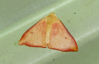 Sri Lanka - Moth Species-20