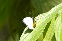 Butterfly Species-E