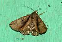 Sri Lanka - Moth Species-10