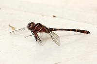 Dragonfly Species-F