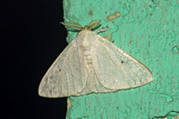 Sri Lanka - Moth Species-23