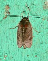 Sri Lanka - Moth Species-16