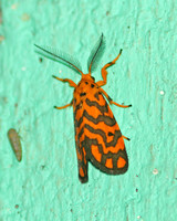 Sri Lanka - Moth Species-21