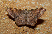 Sri Lanka - Moth Species-7