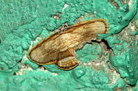 Sri Lanka - Moth Species-30