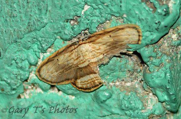 Sri Lanka - Moth Species-30