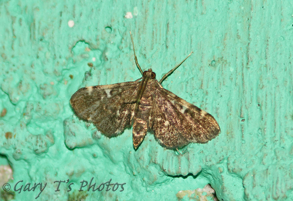 Sri Lanka - Moth Species-24