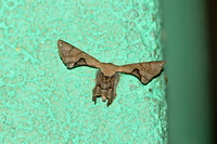 Sri Lanka - Moth Phazaca  Species
