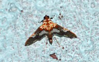 Sri Lanka - Moth Species-5