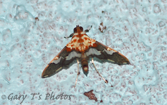 Sri Lanka - Moth Species-5