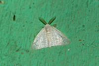 Sri Lanka - Moth Arctornis  Species