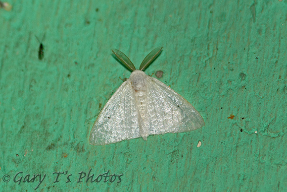 Sri Lanka - Moth Arctornis  Species