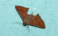 Sri Lanka - Moth Species-33