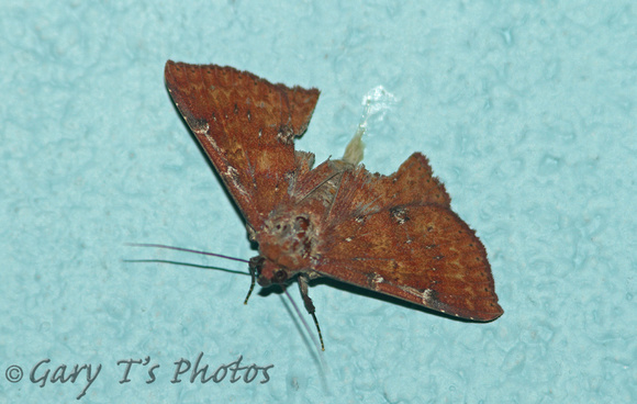 Sri Lanka - Moth Species-33