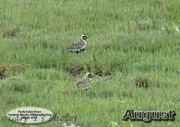 Rarities 2022 - August Photo