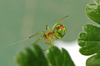 Green Orb-weaver Spider (Araniella cucurbitina)