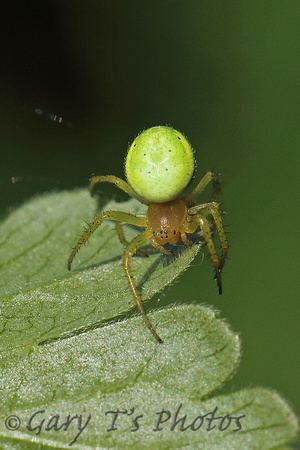 Green Orb-weaver Spider (Araniella cucurbitina)
