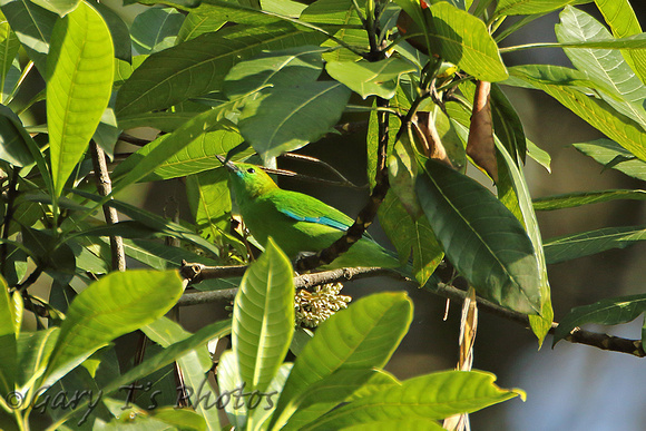 Blue-winged Leafbird (Female)