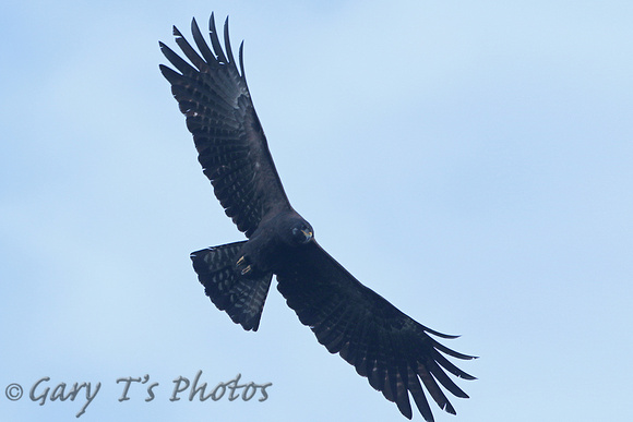 Black Eagle (Adult)