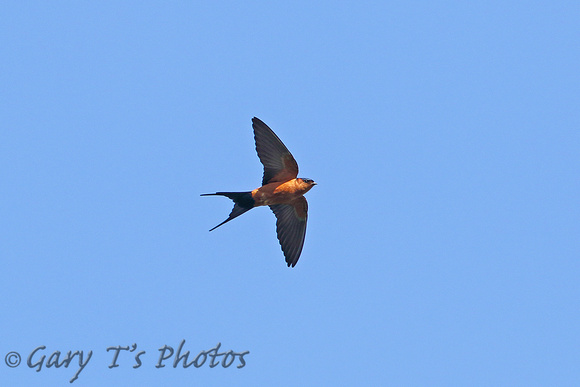 Striated Swallow (Ssp. batiae)