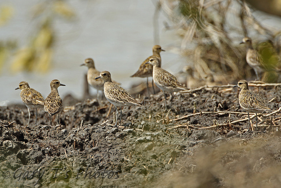 Pacific Golden Plover (Adults Winter)