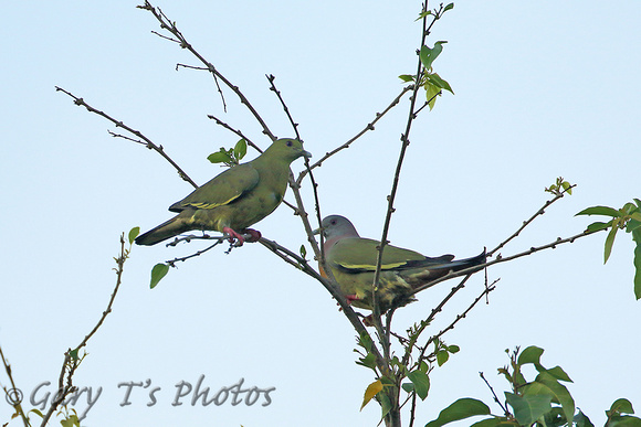 Pink-necked Green-pigeon (Pair)