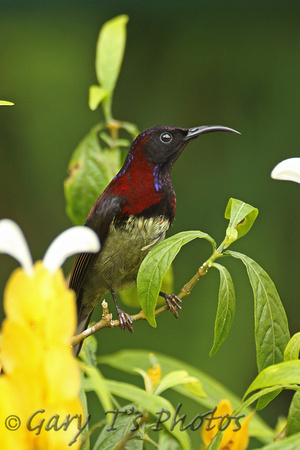 Black-throated Sunbird (Male)