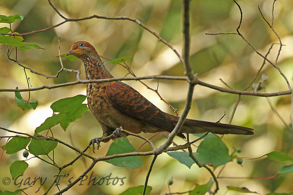 Barred Cuckoo-dove
