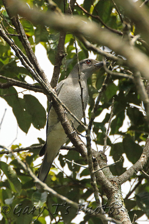 Malaysian Cuckooshrike