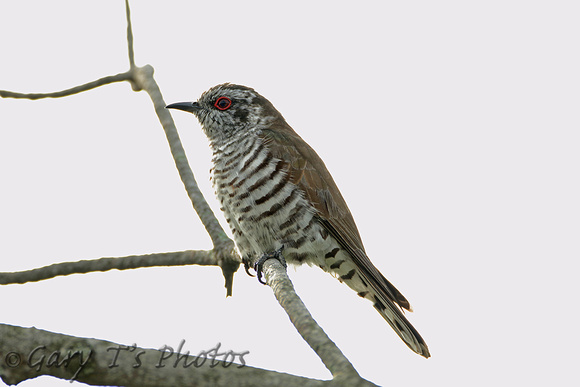 Little Bronze-cuckoo (Male)