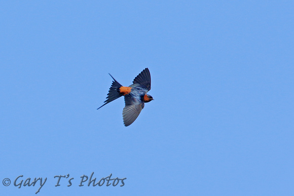 Striated Swallow (Ssp. batiae)