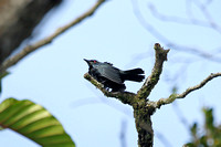 Asian Glossy Starling (Male)
