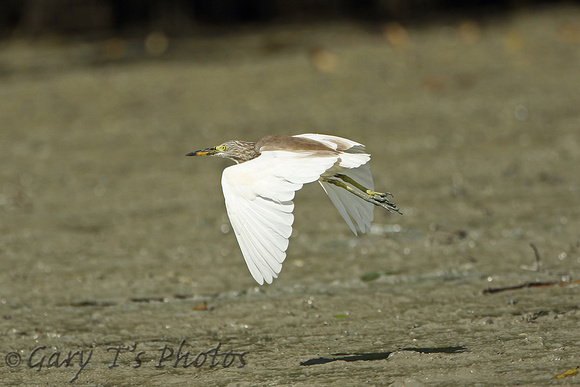 Chinese Pond-heron (Adult Winter)