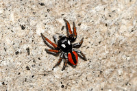 Lesvos Jumping Spider (Philaeus chrysops)