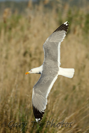 Yellow-legged Gull (Adult Summer)