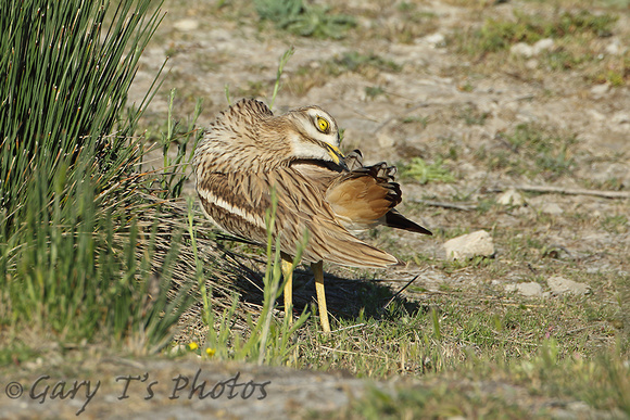 Stone Curlew (Adult)