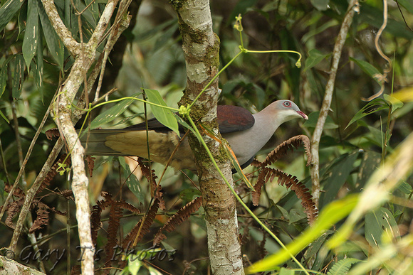 Mountain Imperial Pigeon