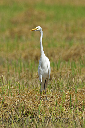 Intermediate Egret (Adult Winter)